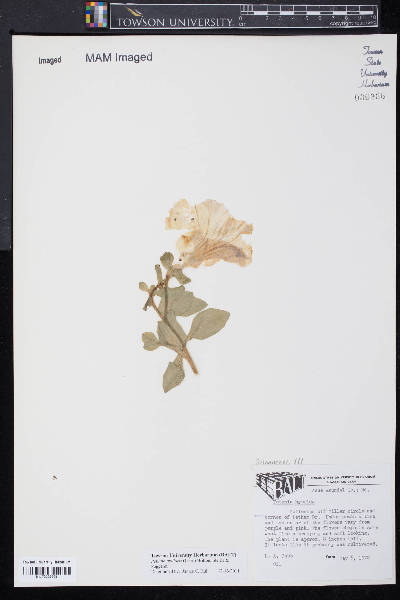 Petunia axillaris image