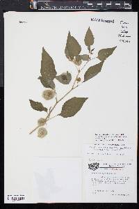 Physalis longifolia image