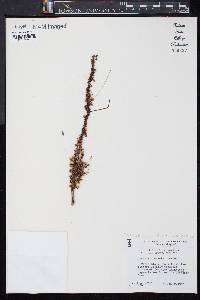 Cuscuta compacta image