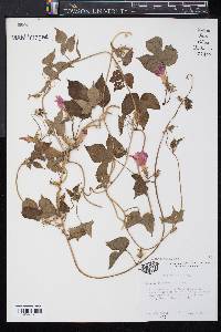 Ipomoea hederacea image