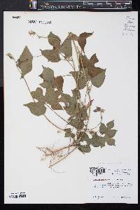 Ipomoea hederacea image