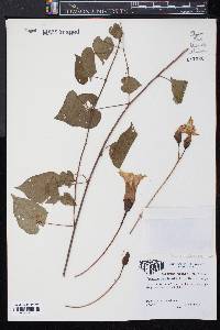 Ipomoea pandurata image