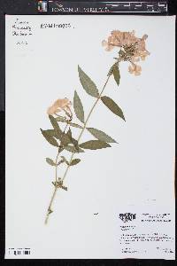 Phlox paniculata image