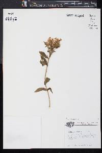 Phlox paniculata image