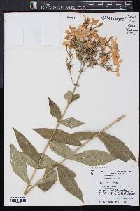 Phlox paniculata image