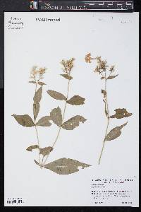 Phlox paniculata image