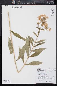 Phlox paniculata image