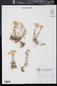 Phlox subulata image