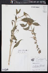 Campanulastrum americanum image