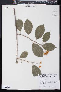 Celastrus scandens image