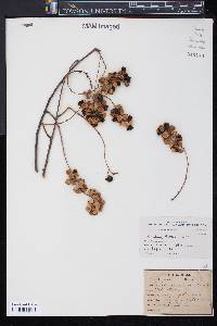 Celastrus scandens image