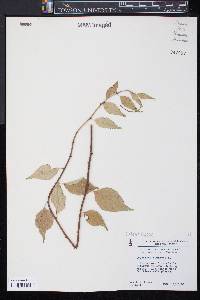 Celastrus scandens image