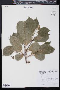 Celastrus scandens image