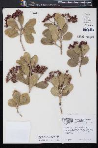 Euonymus fortunei image