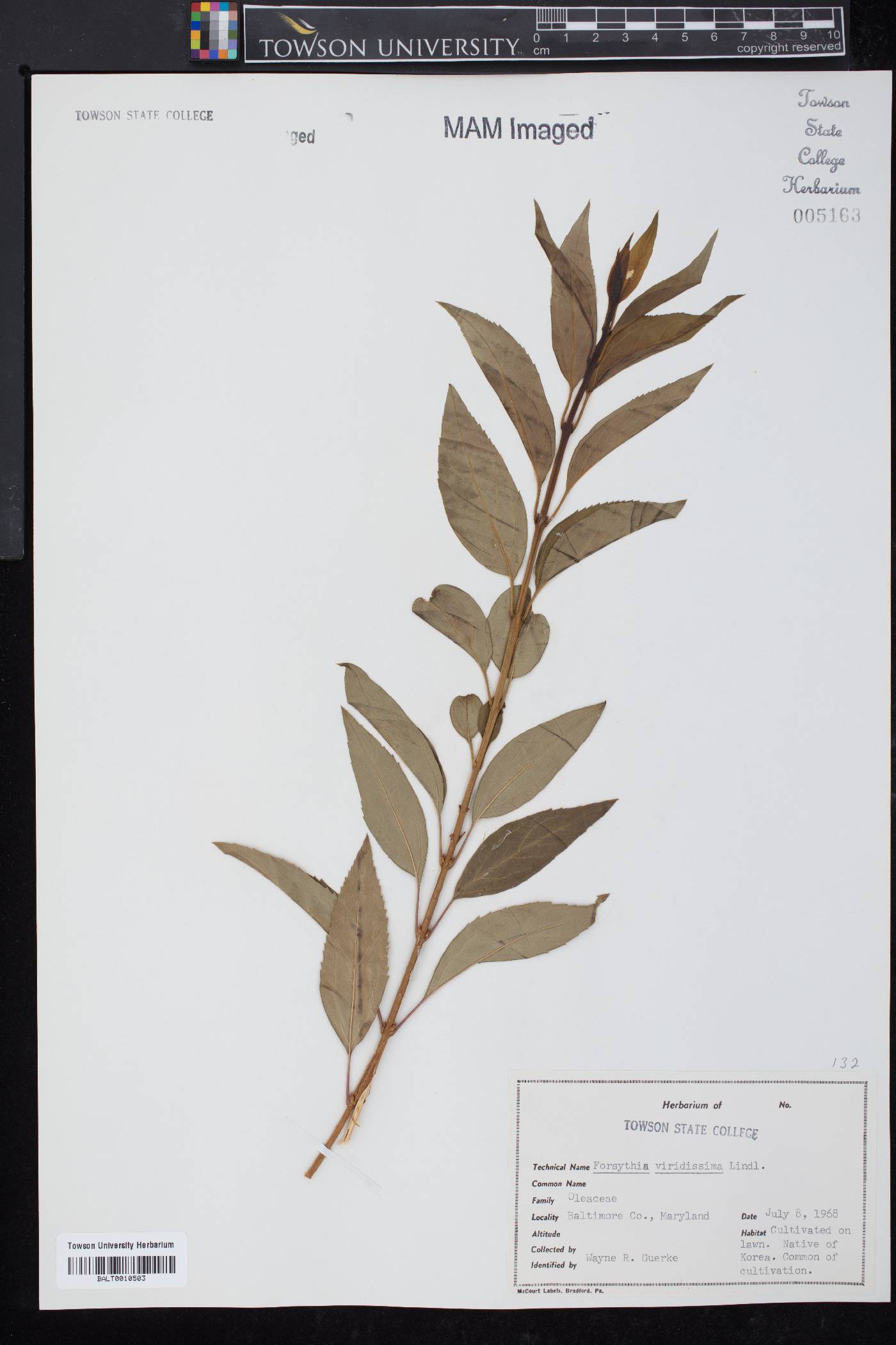 Forsythia viridissima image