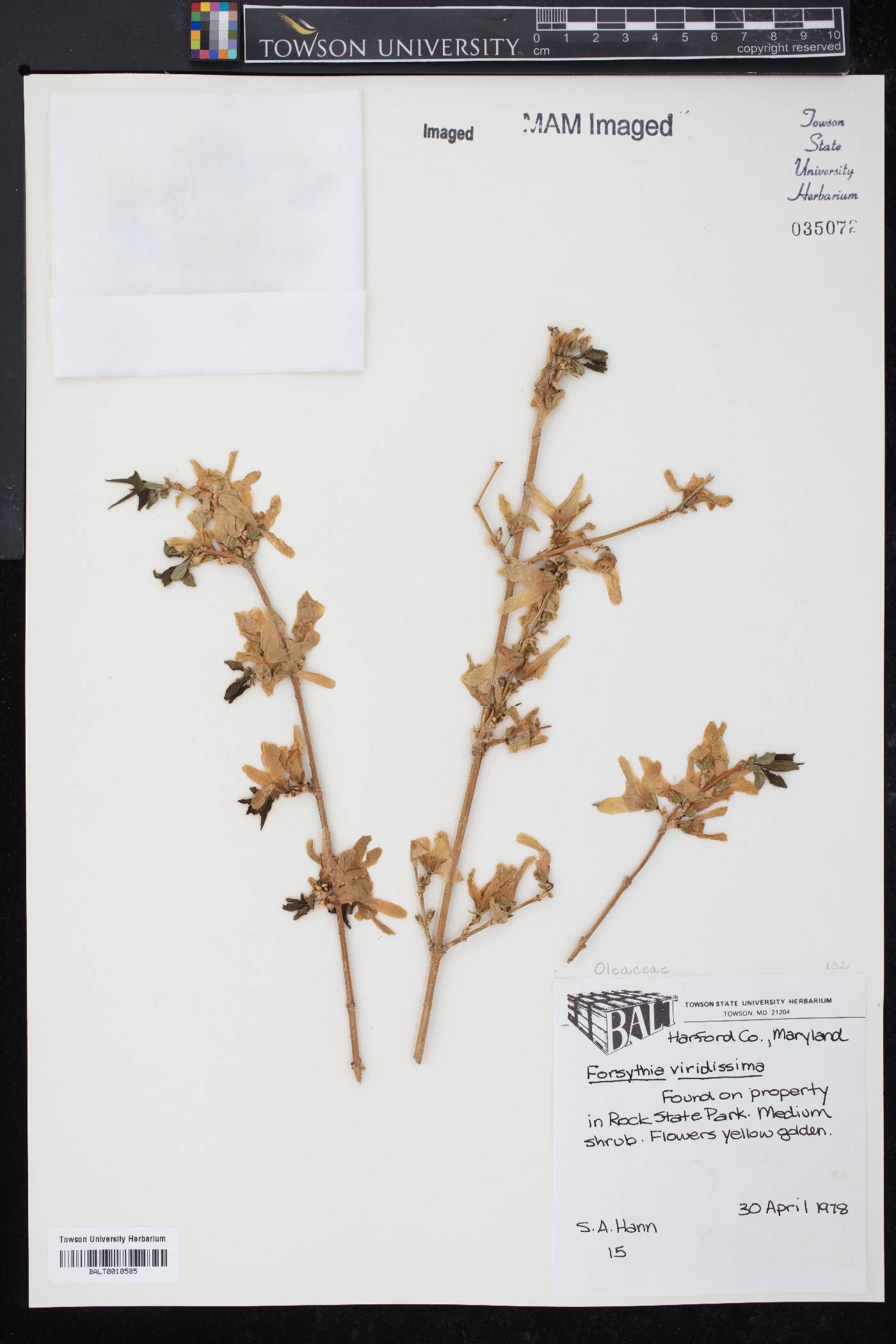 Forsythia viridissima image
