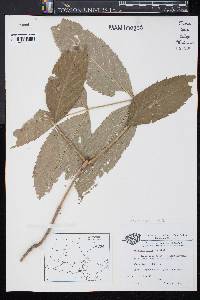 Fraxinus nigra image