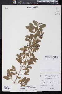 Ligustrum obtusifolium image