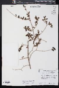 Ligustrum obtusifolium var. obtusifolium image