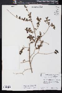 Ligustrum obtusifolium image