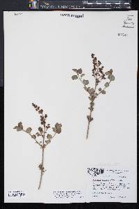 Syringa pubescens subsp. microphylla image