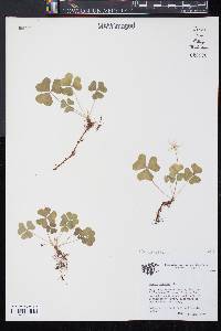 Oxalis montana image