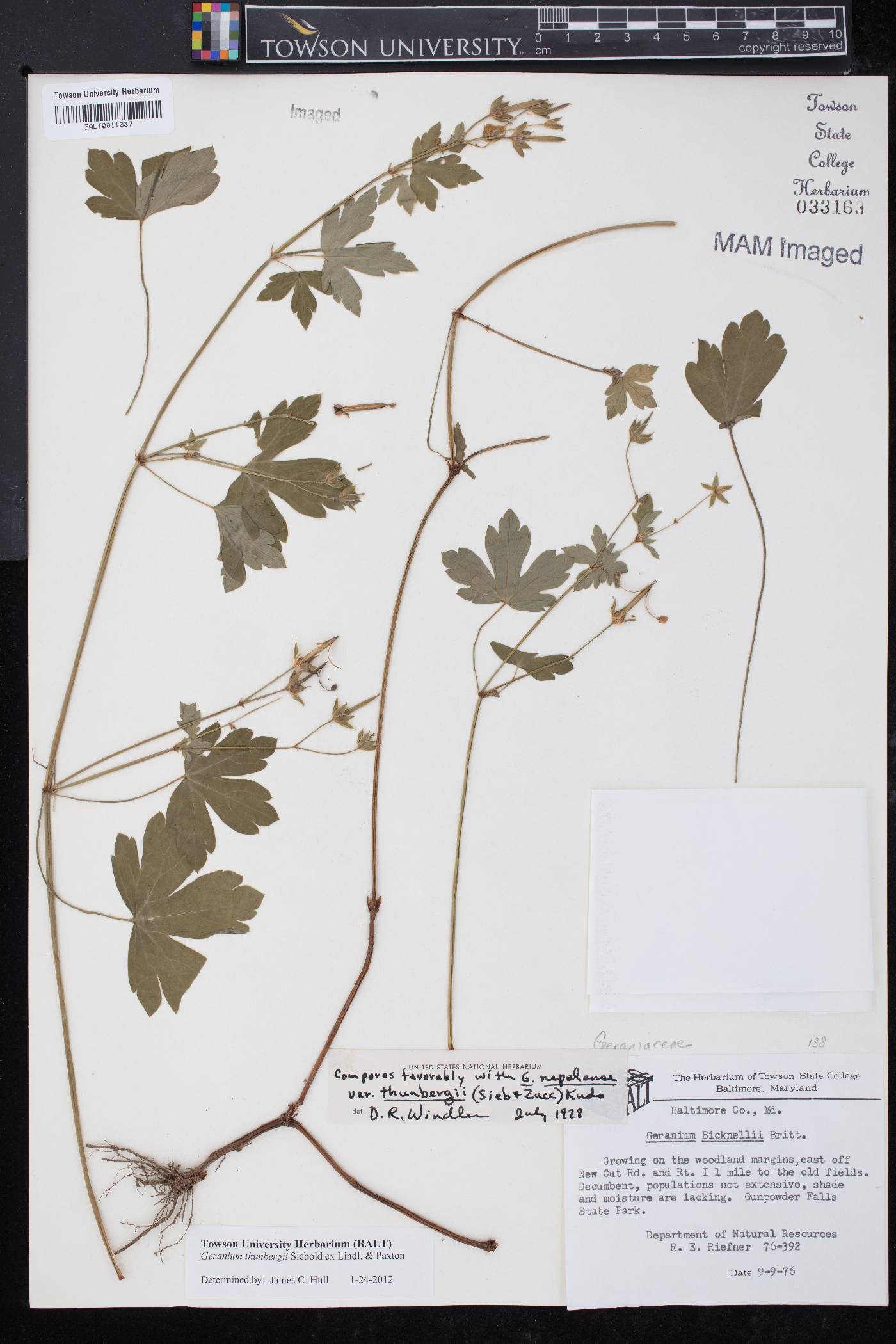 Geranium thunbergii image