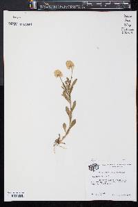 Polygala lutea image