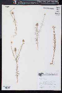 Polygala mariana image