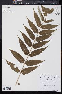 Ailanthus altissima image