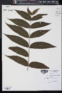 Ailanthus altissima image