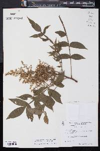 Rhus copallinum var. latifolia image