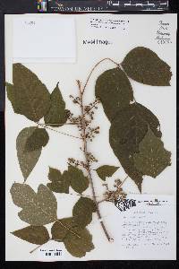 Toxicodendron radicans subsp. radicans image