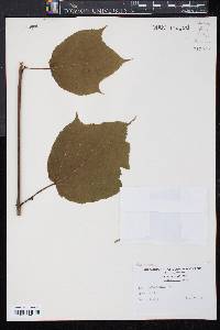 Acer pensylvanicum image