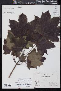 Acer platanoides image