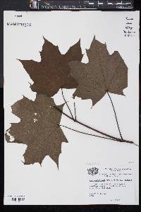 Acer platanoides image