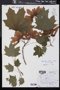 Acer platanoides image