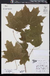 Acer platanoides image