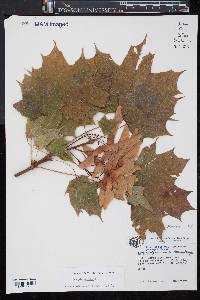 Acer platanoides image