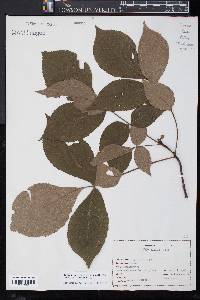 Carya ovalis image