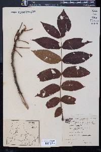 Juglans cinerea image