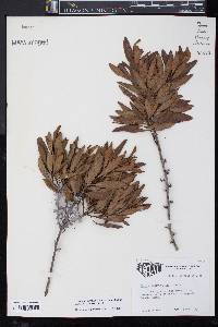 Morella cerifera image