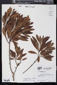 Morella cerifera image