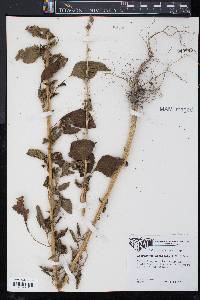 Amaranthus arenicola image