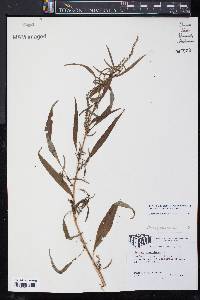 Amaranthus cannabinus image