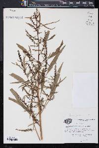 Amaranthus cannabinus image