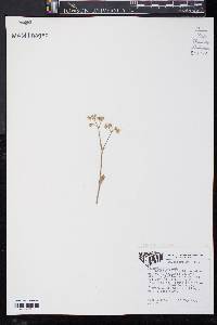 Cerastium arvense image