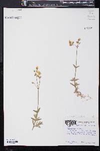 Cerastium arvense image