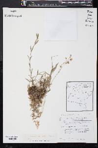 Cerastium arvense image