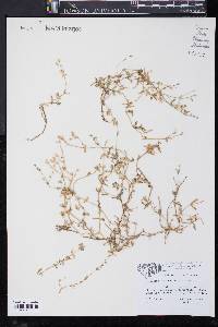 Cerastium brachypetalum image